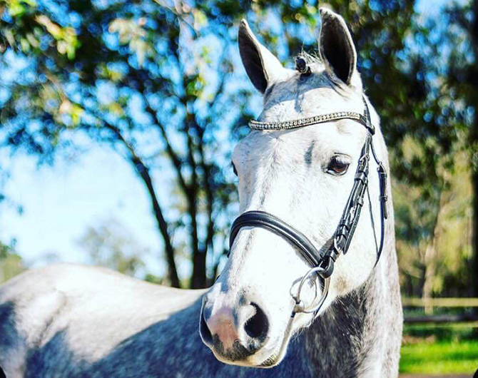 Dapple Grey Horses for sale