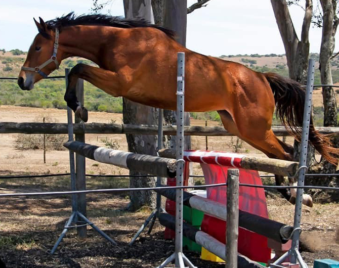 portfolio single project